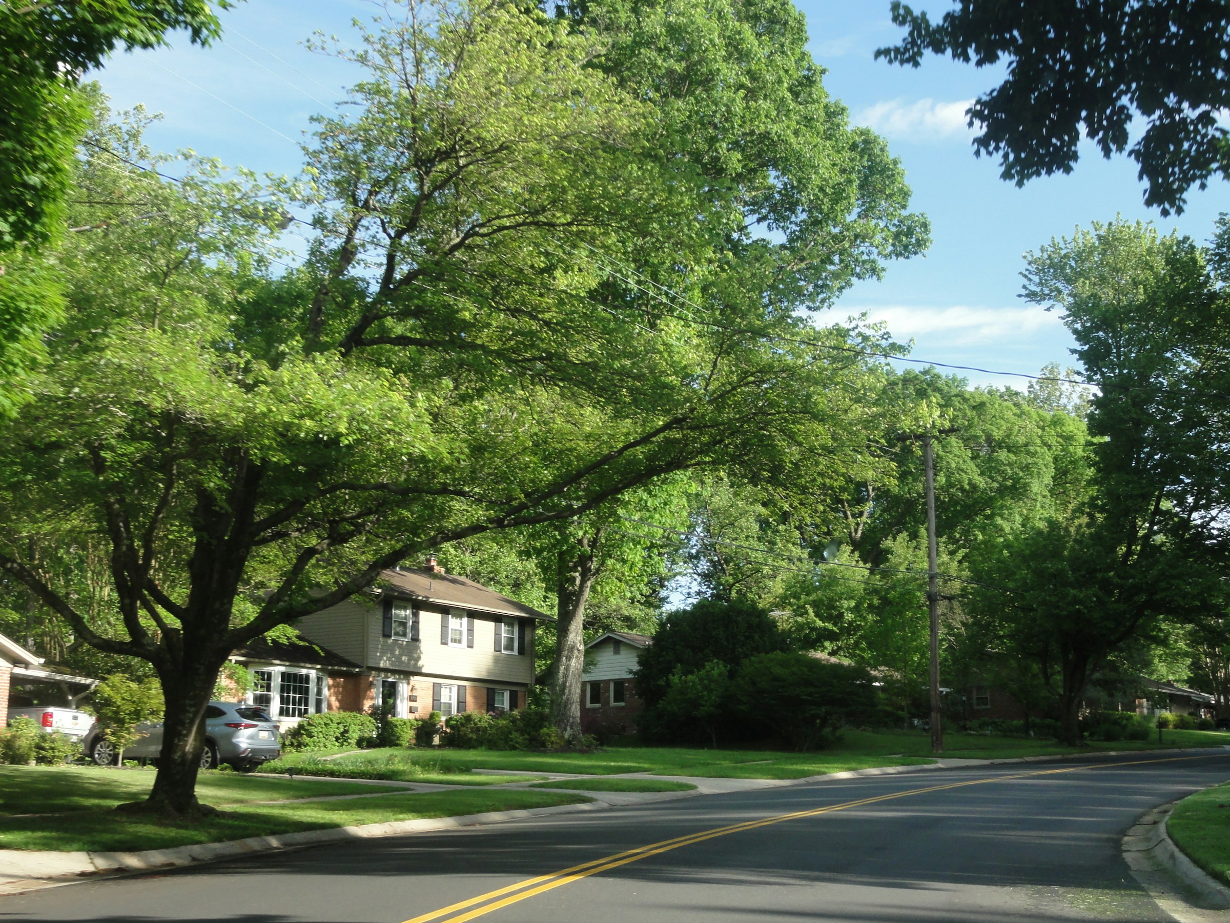 Houses along a tree-lined residential street